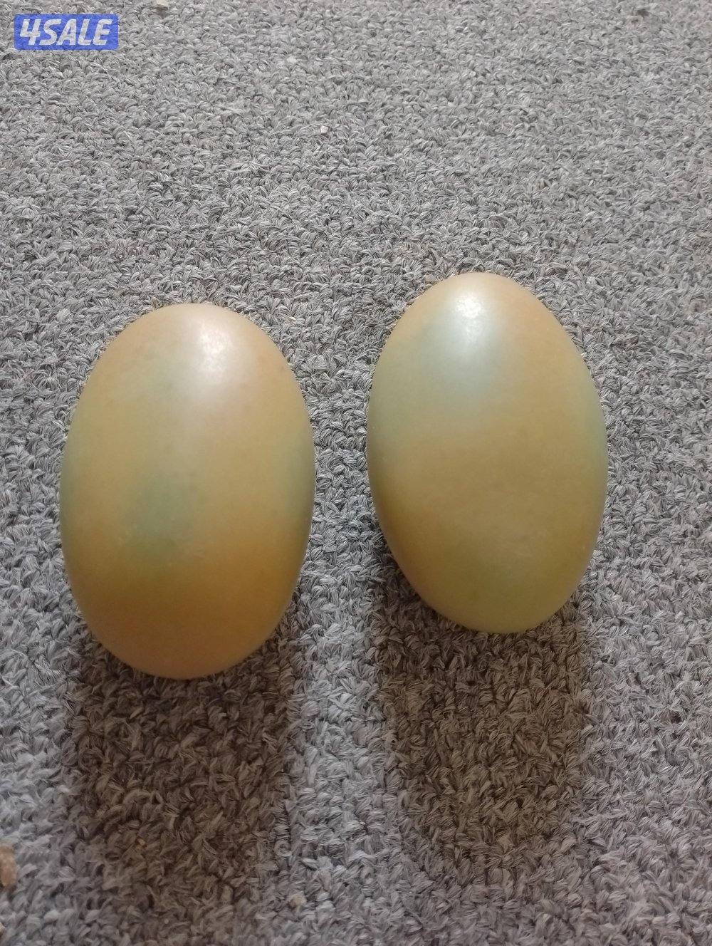 للبيع احجار الطاقة الأصلية المضيئة4