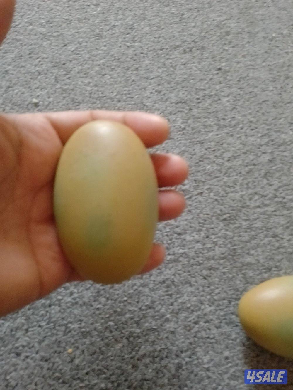 للبيع احجار الطاقة الأصلية المضيئة6