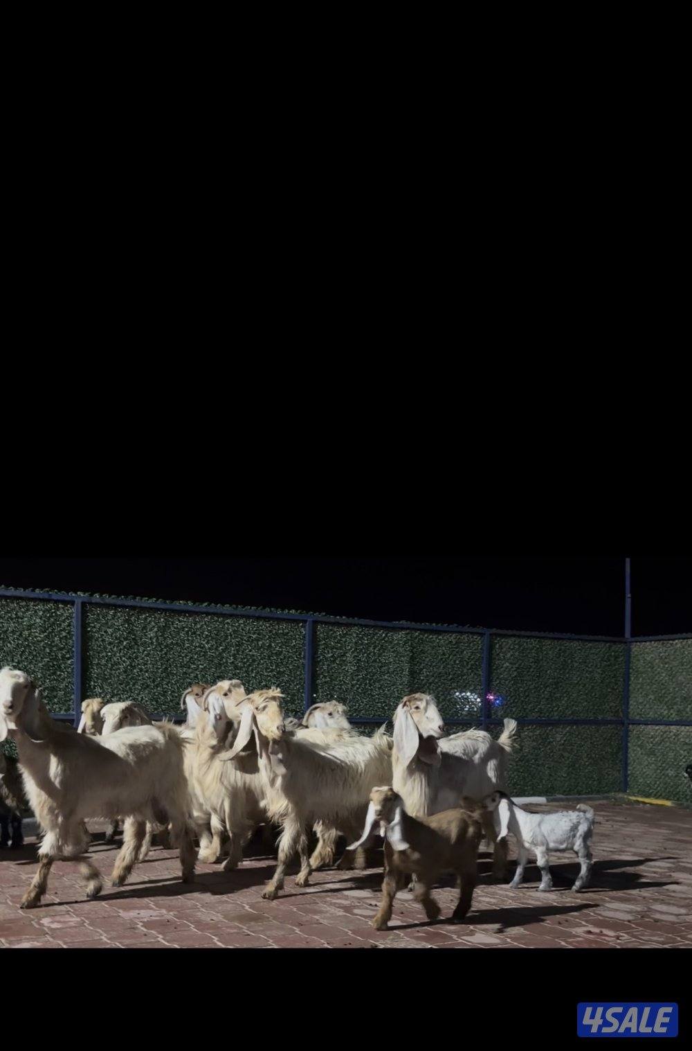 معزا عوارض العداد 13 فيهم 6 مطافيل فيهم 6 سونار وحده اعادة سونار1