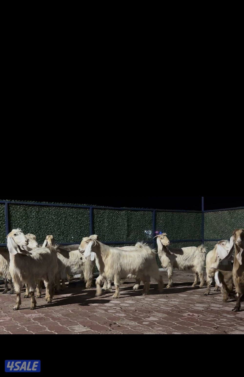 معزا عوارض العداد 13 فيهم 6 مطافيل فيهم 6 سونار وحده اعادة سونار2