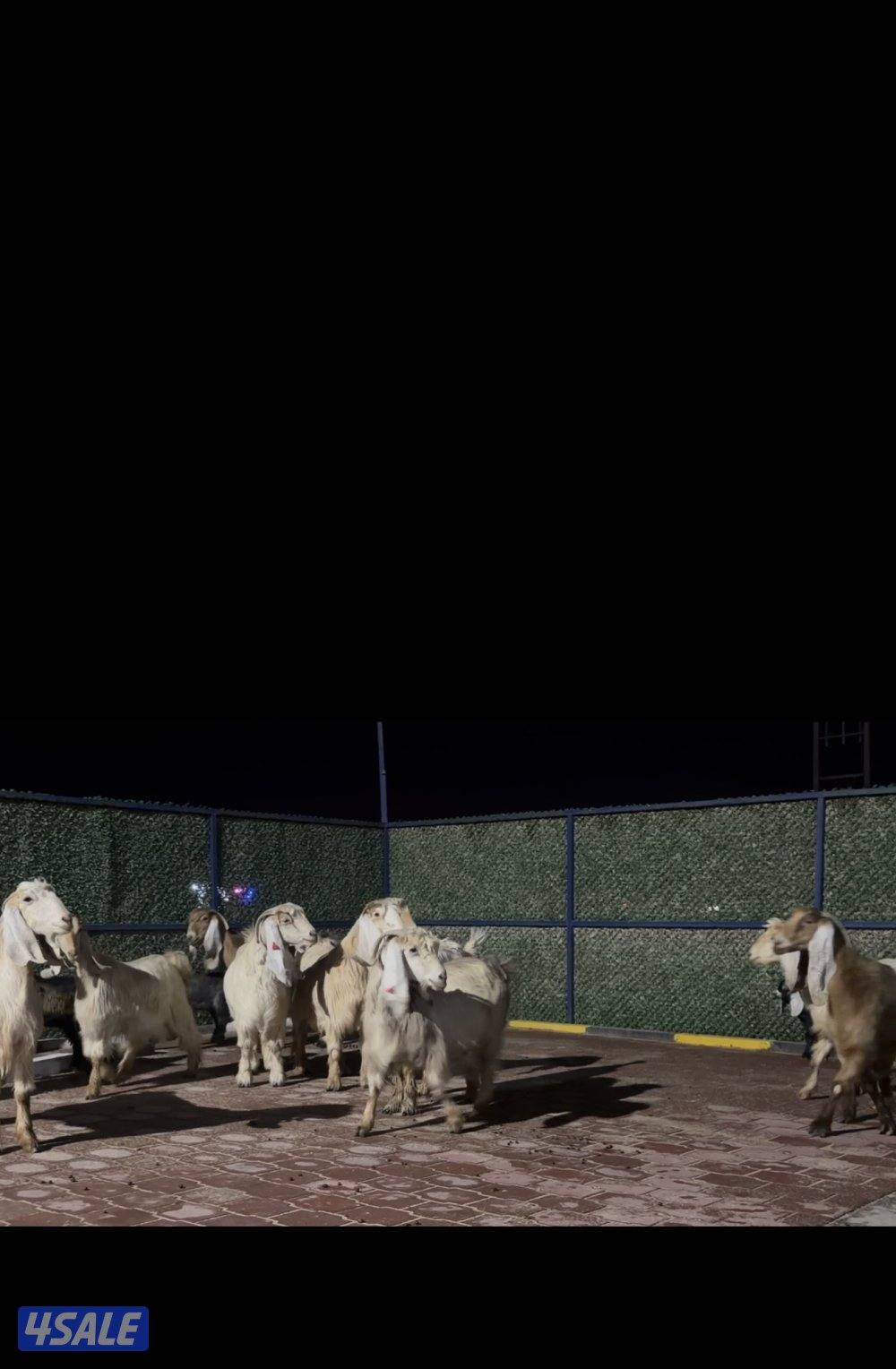 معزا عوارض العداد 13 فيهم 6 مطافيل فيهم 6 سونار وحده اعادة سونار3