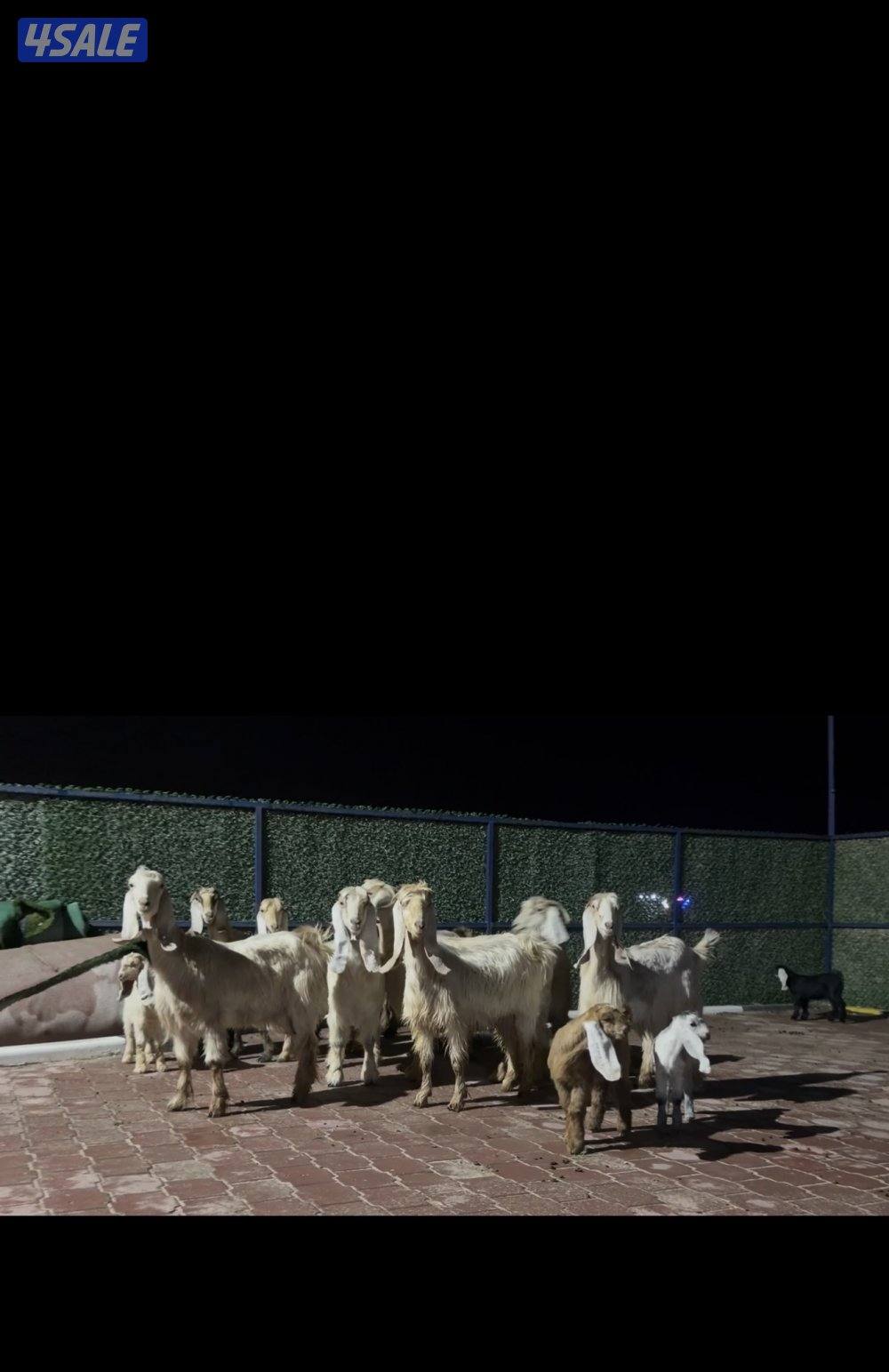 معزا عوارض العداد 13 فيهم 6 مطافيل فيهم 6 سونار وحده اعادة سونار4