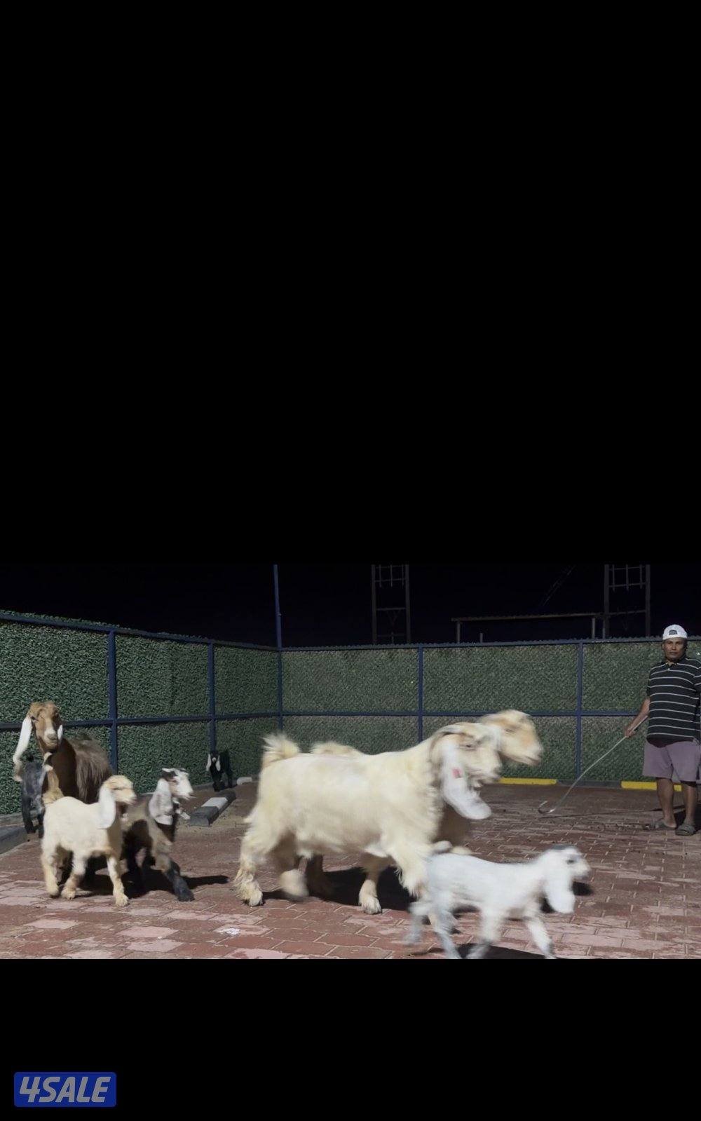 معزا عوارض العداد 13 فيهم 6 مطافيل فيهم 6 سونار وحده اعادة سونار5