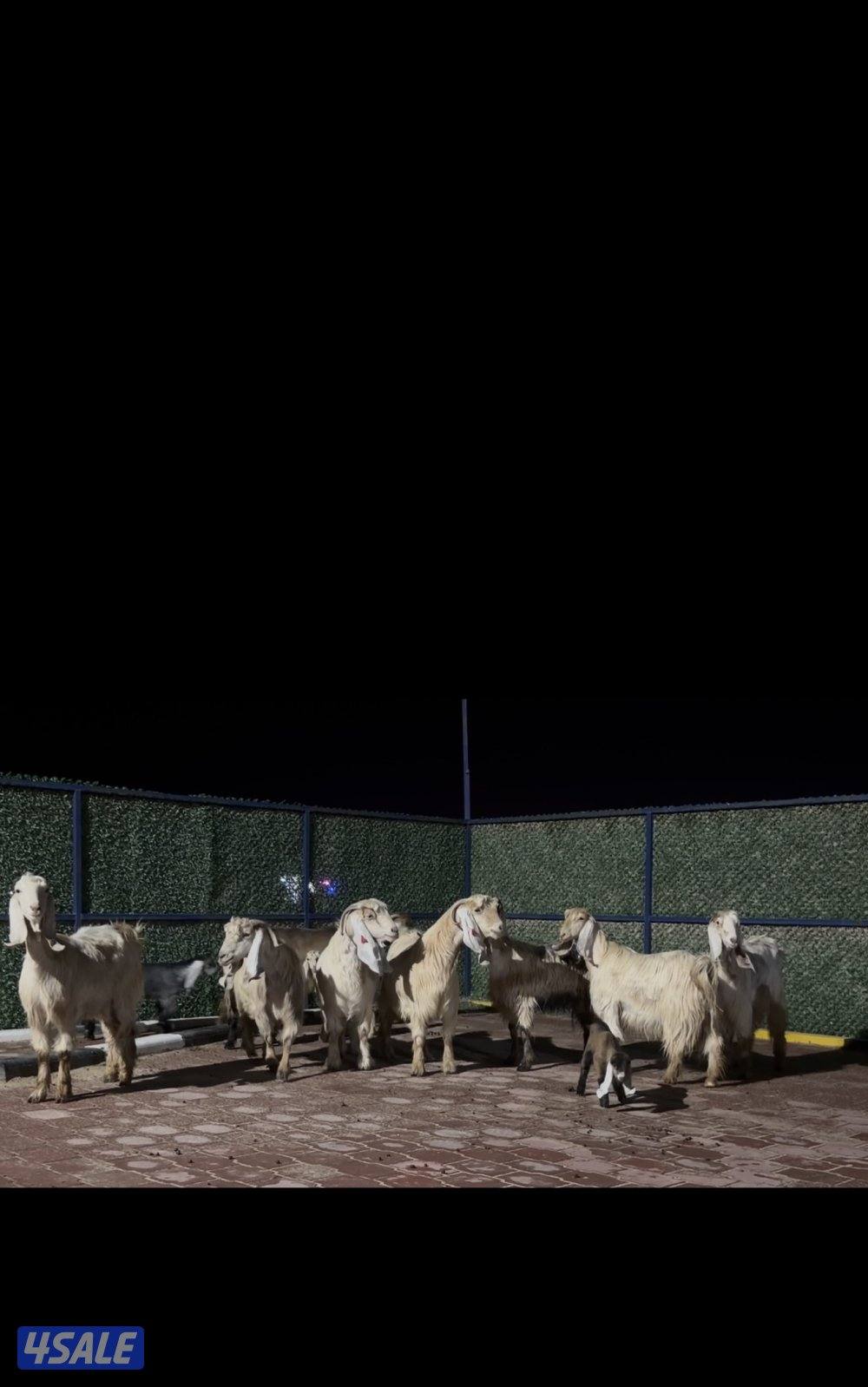 معزا عوارض العداد 13 فيهم 6 مطافيل فيهم 6 سونار وحده اعادة سونار6