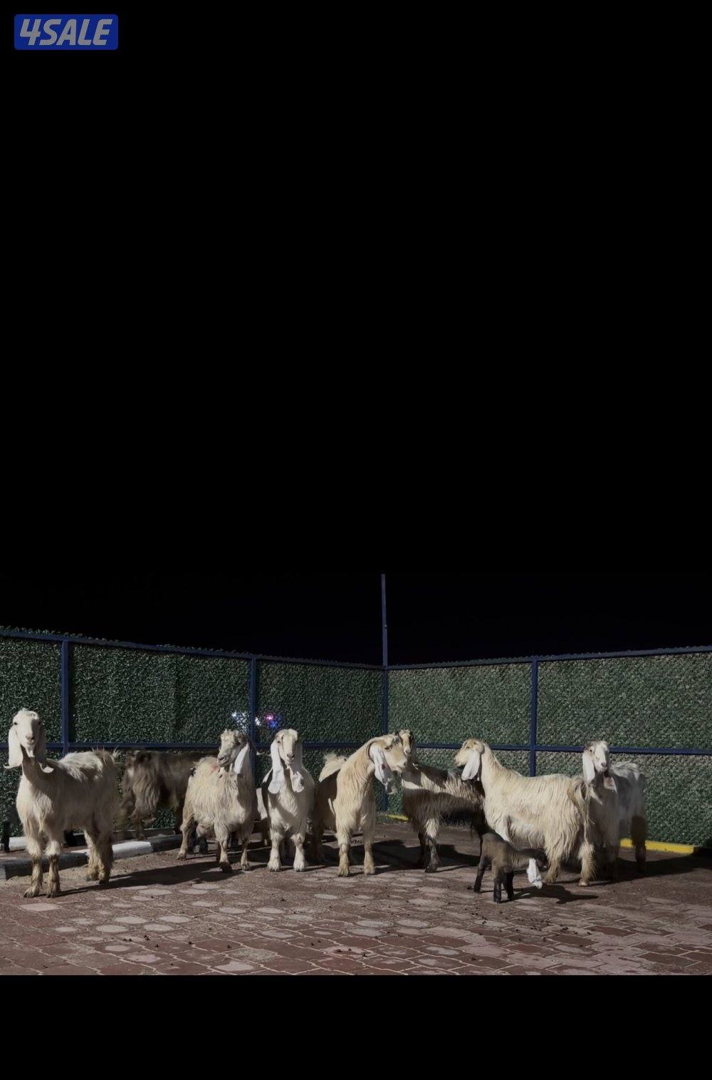 معزا عوارض العداد 13 فيهم 6 مطافيل فيهم 6 سونار وحده اعادة سونار7