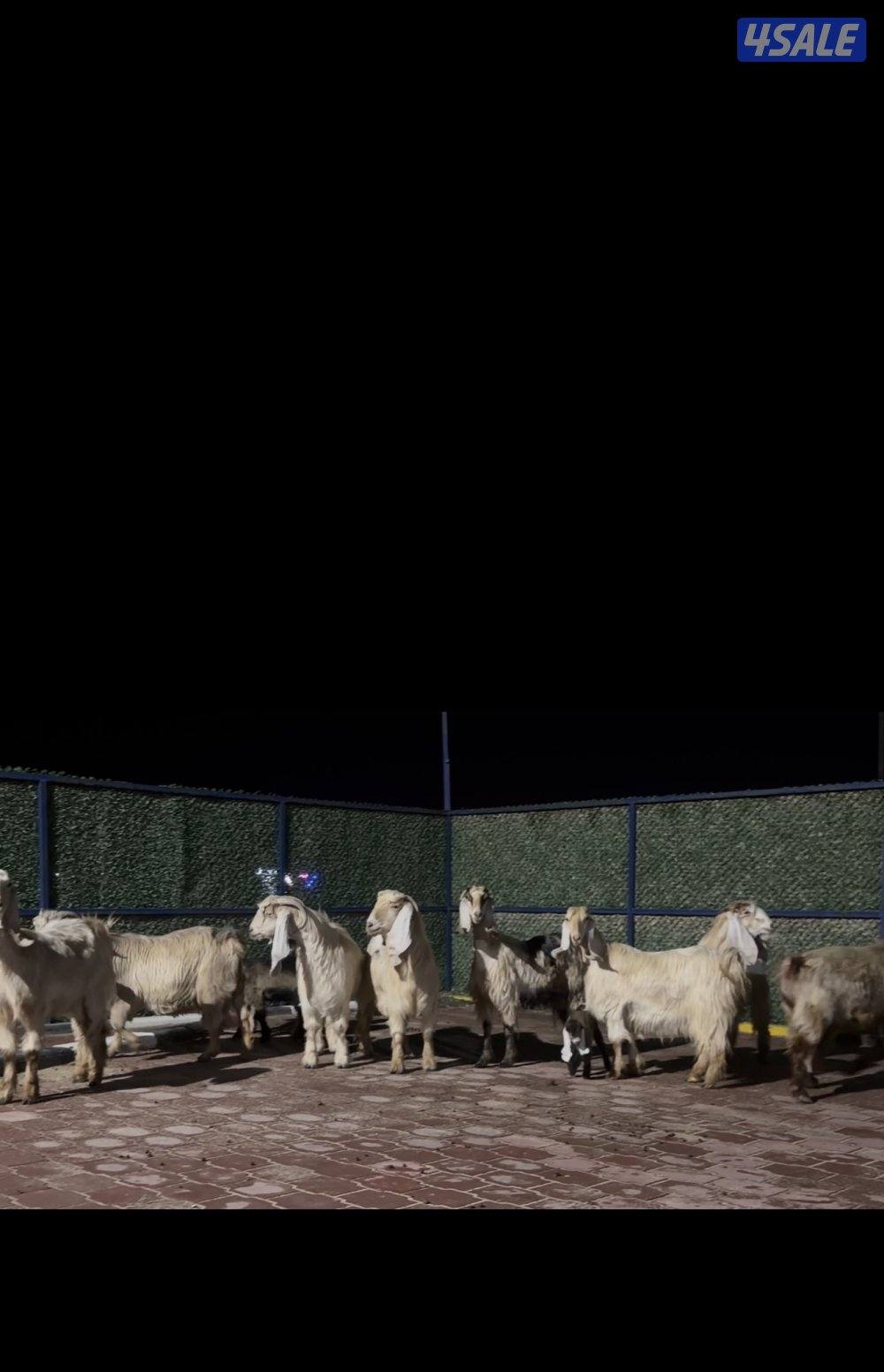 معزا عوارض العداد 13 فيهم 6 مطافيل فيهم 6 سونار وحده اعادة سونار8