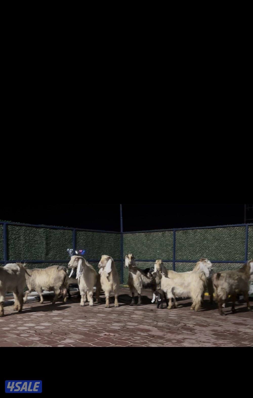 معزا عوارض العداد 13 فيهم 6 مطافيل فيهم 6 سونار وحده اعادة سونار9