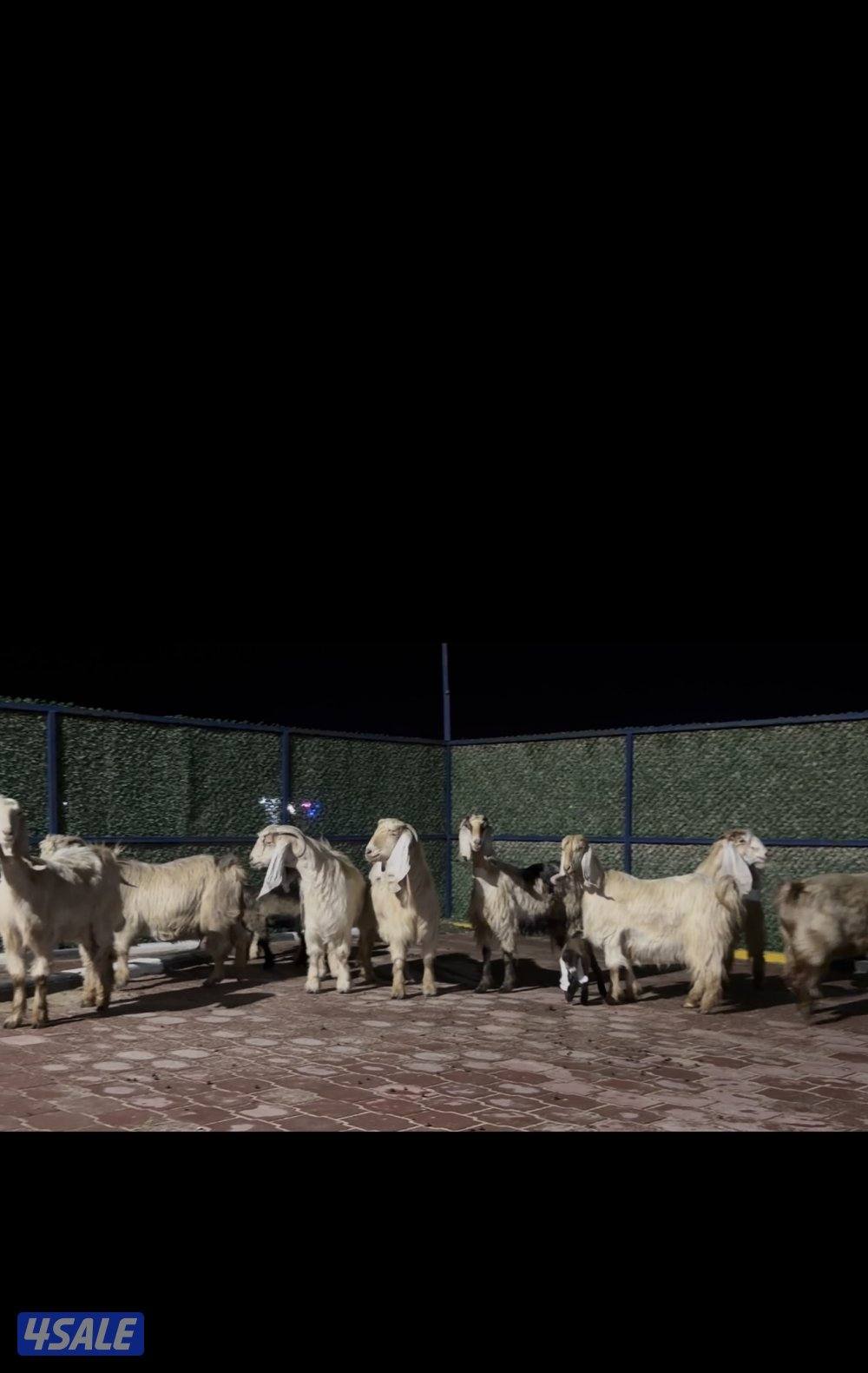 معزا عوارض العداد 13 فيهم 6 مطافيل فيهم 6 سونار وحده اعادة سونار10