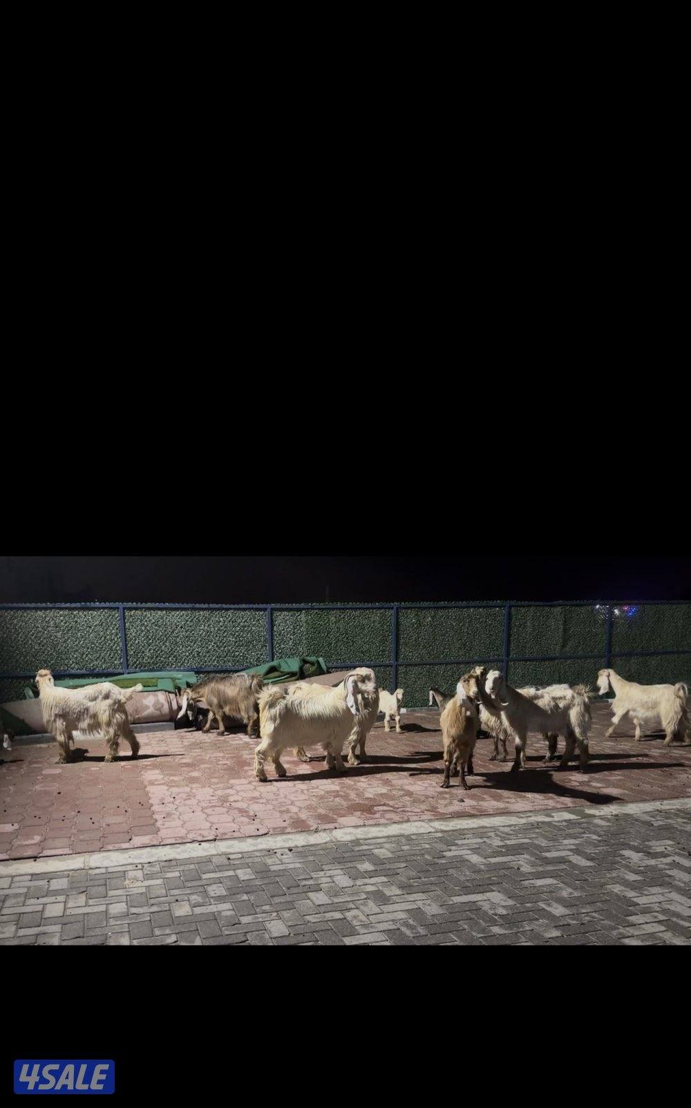 معزا عوارض العداد 13 فيهم 6 مطافيل فيهم 6 سونار وحده اعادة سونار11