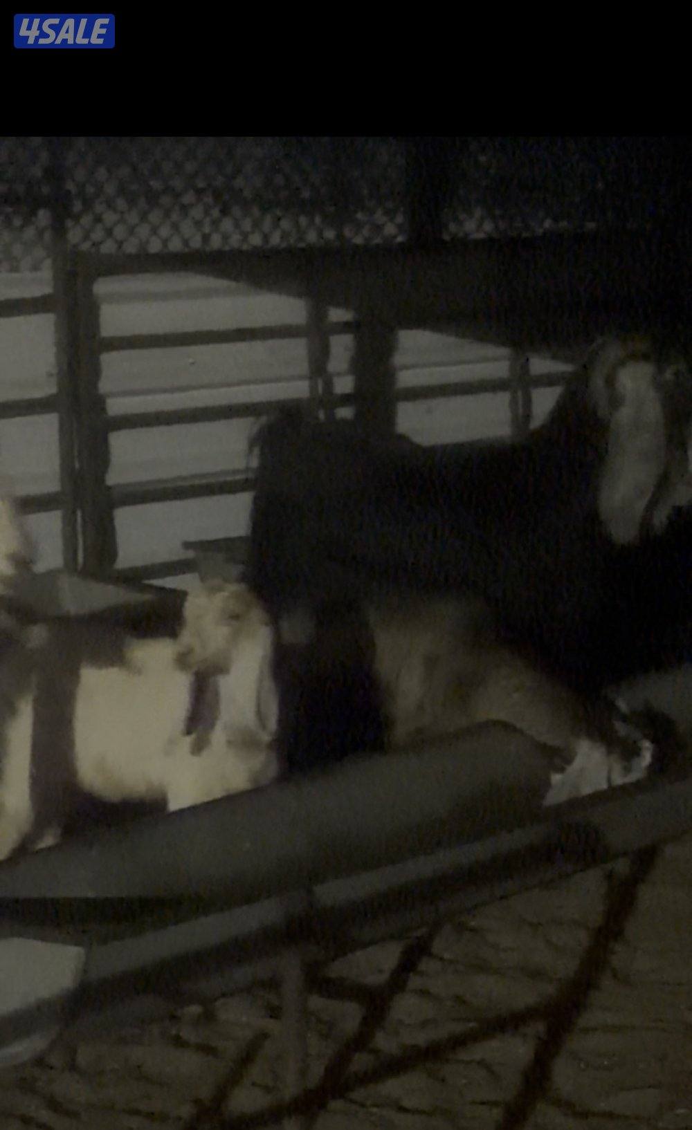 معزا عوارض العداد 13 فيهم 6 مطافيل فيهم 6 سونار وحده اعادة سونار12