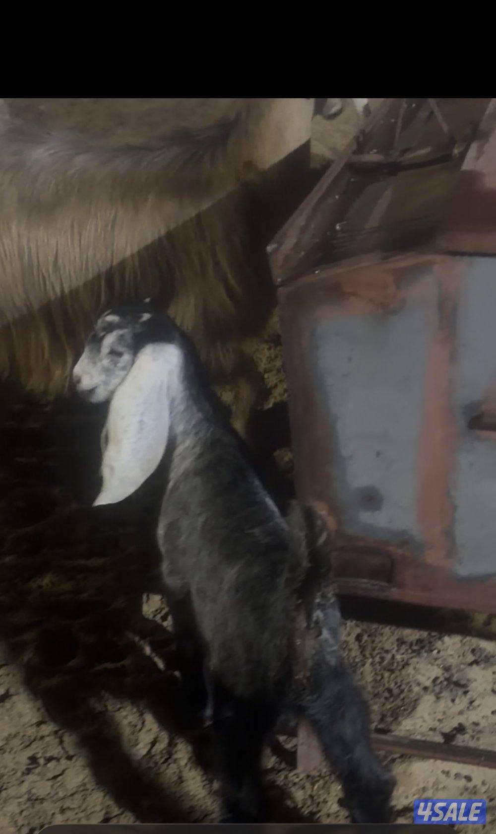 معزا عوارض العداد 13 فيهم 6 مطافيل فيهم 6 سونار وحده اعادة سونار13