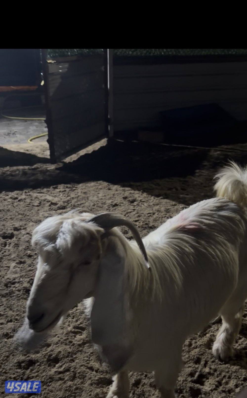 معزا عوارض العداد 13 فيهم 6 مطافيل فيهم 6 سونار وحده اعادة سونار14