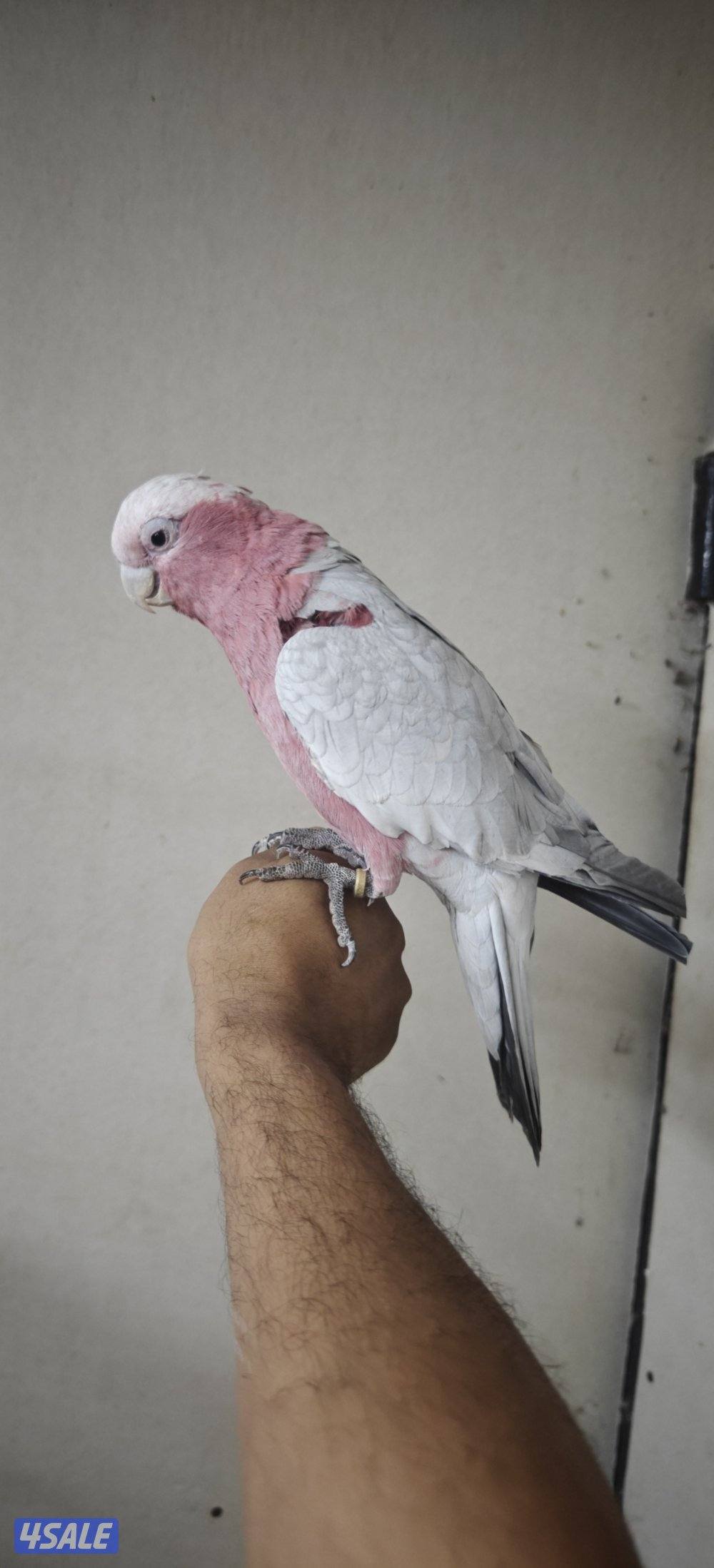 للبيع تكاتو قاله1