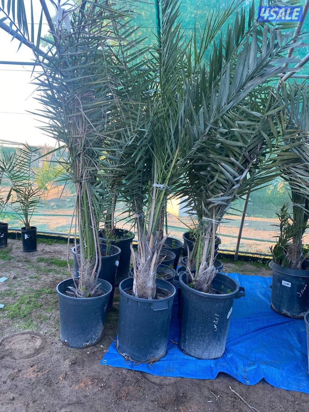 للبيع فروخ نخل مجذر2