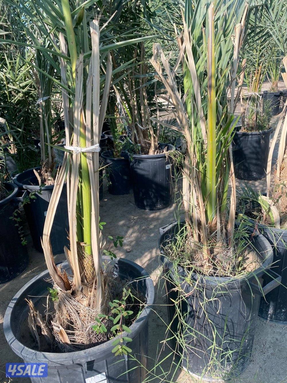 للبيع فروخ نخل مجذر5