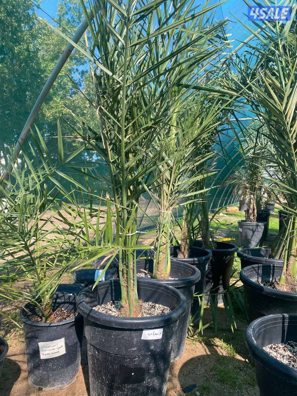 للبيع فروخ نخل مجذر4