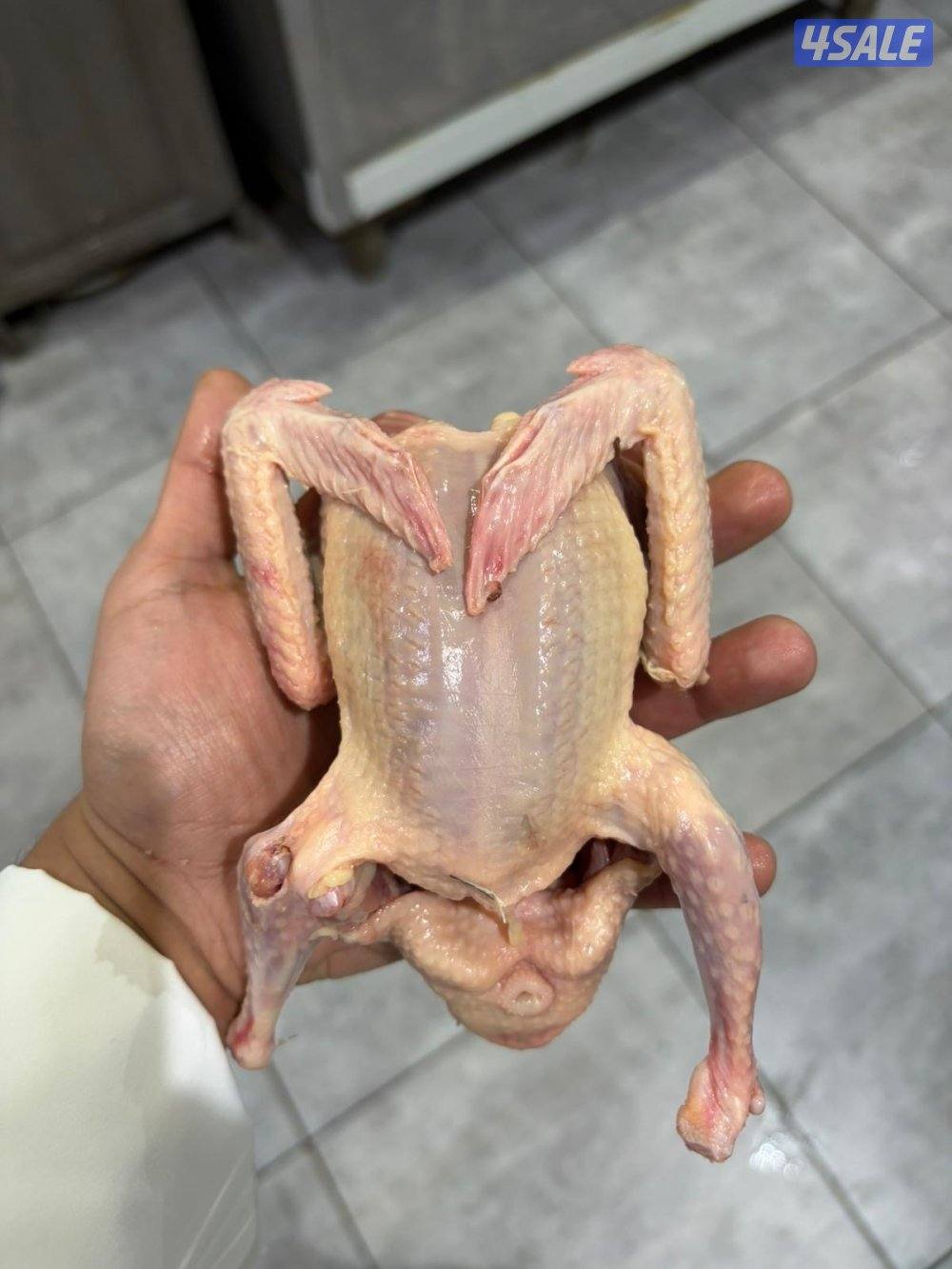 فروخ حمام زاجل للبيع للألكل الكمية محدوده0