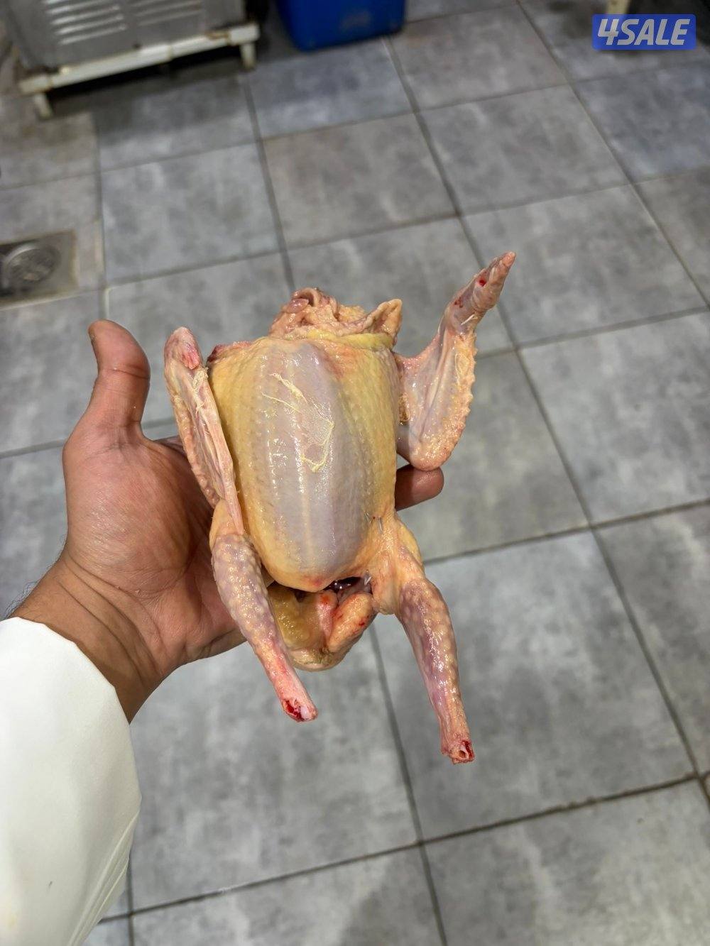 فروخ حمام زاجل للبيع للألكل الكمية محدوده1