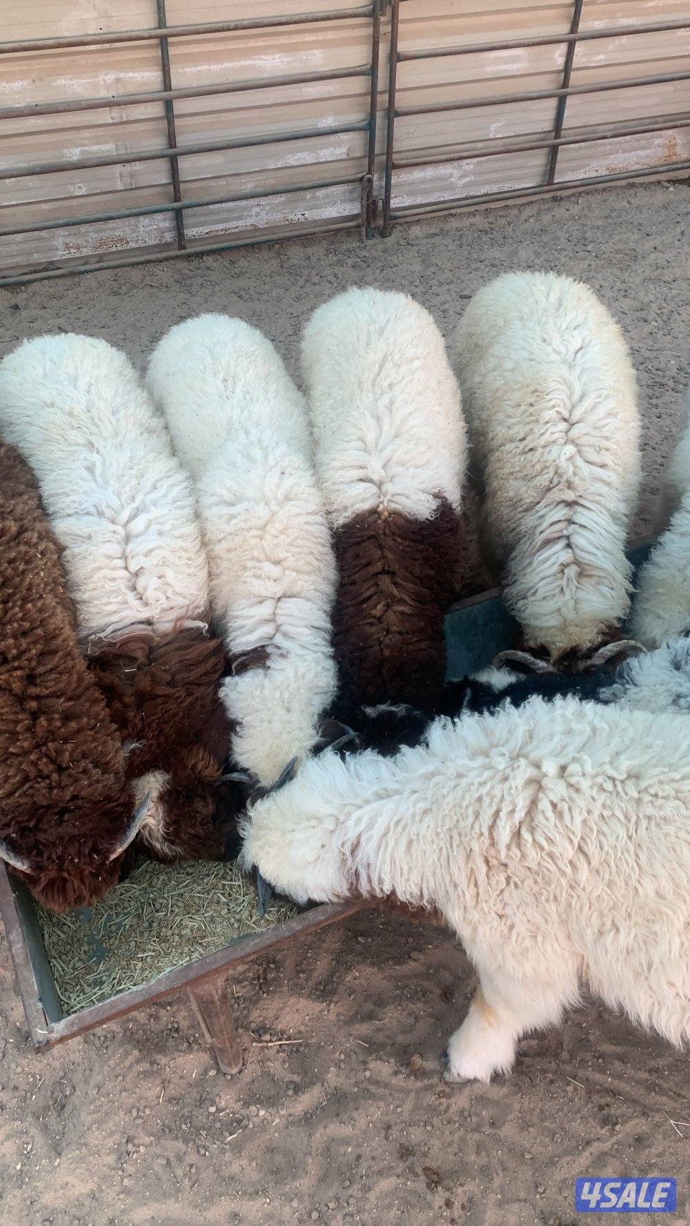 للبيع ذبايح نعيم محلي   العمر 3 شهور ونص وأكثر0