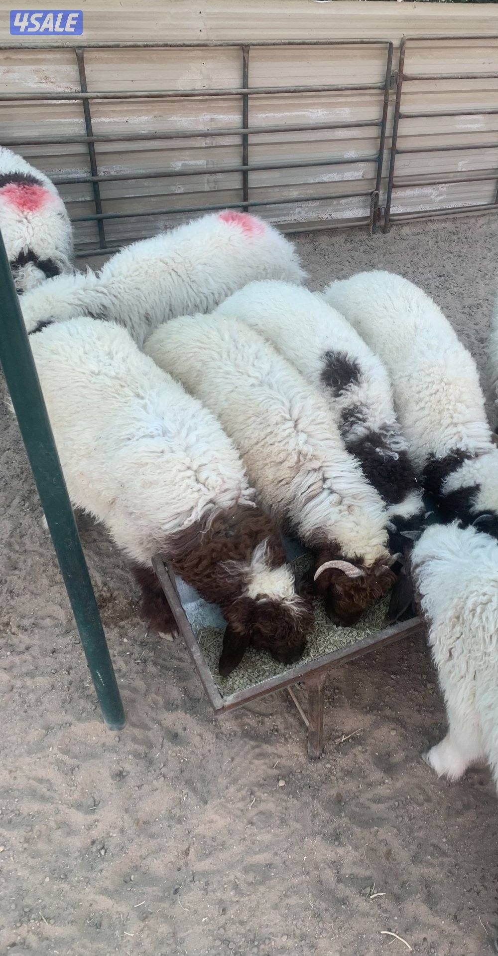 للبيع ذبايح نعيم محلي   العمر 3 شهور ونص وأكثر1