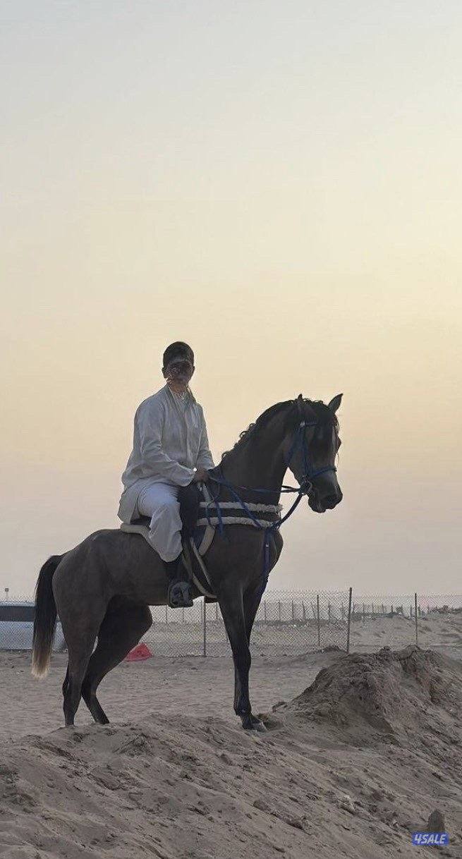 للبيع حصان بولش شرط السلم والتحويل الارتفاع 155 يرتفع0