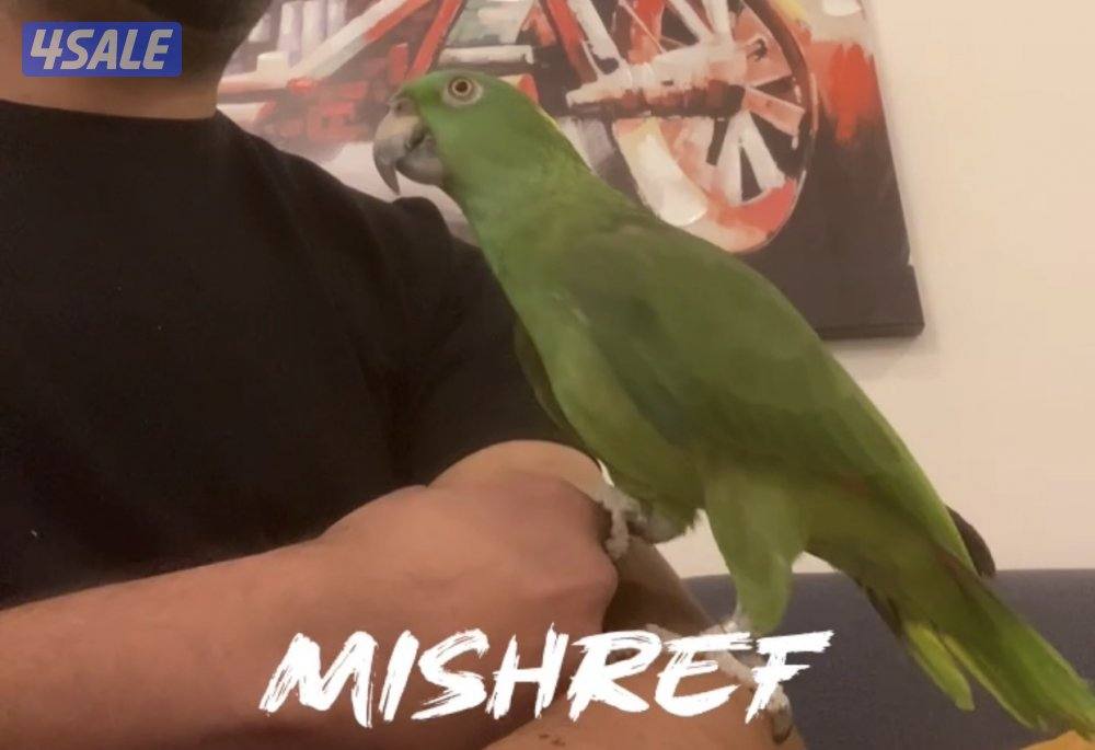 للبيع يلوناب2