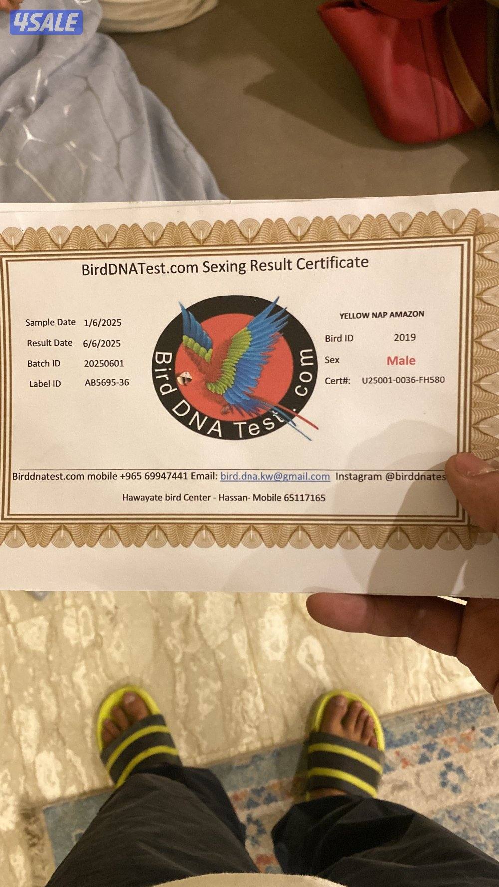 للبيع يلوناب4