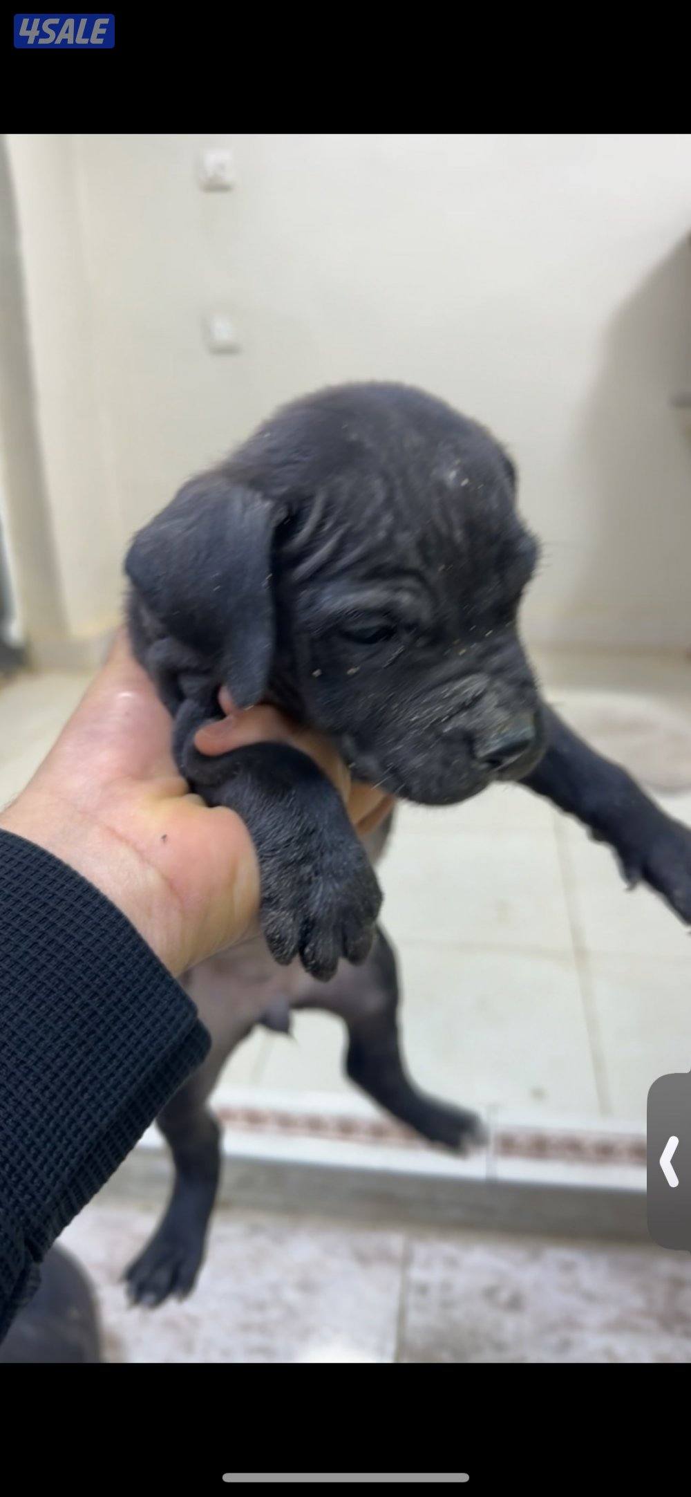 جراوه كن كورس3