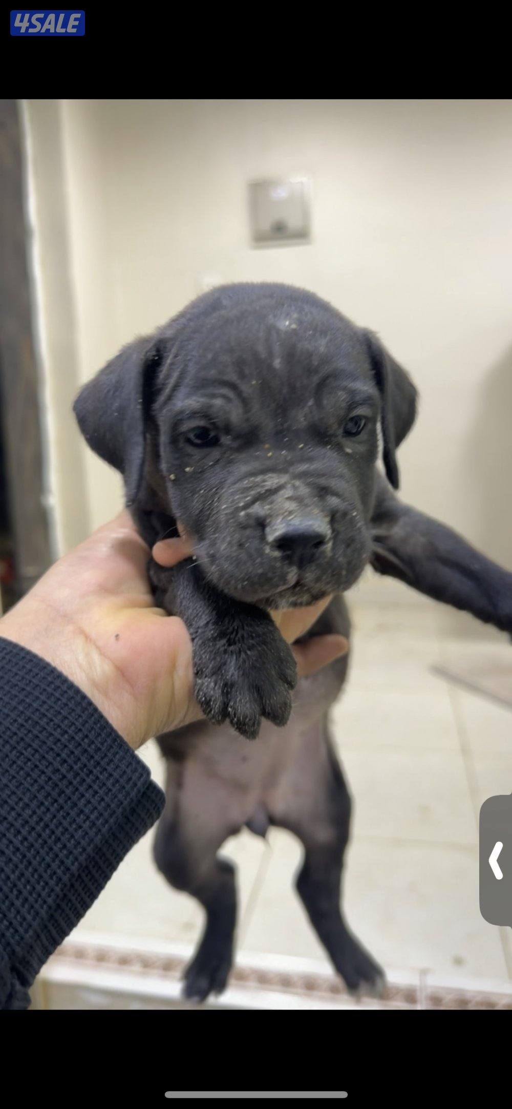 جراوه كن كورس4