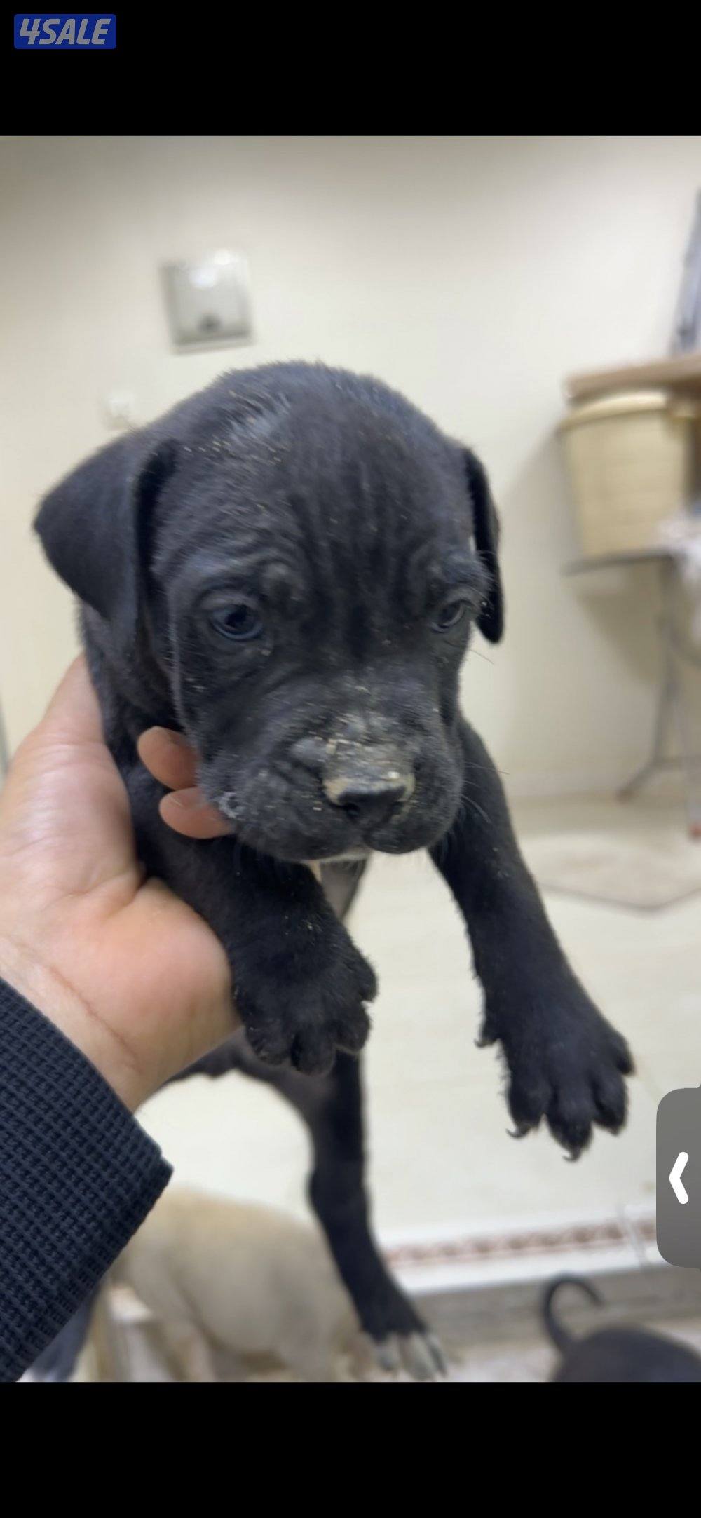 جراوه كن كورس5