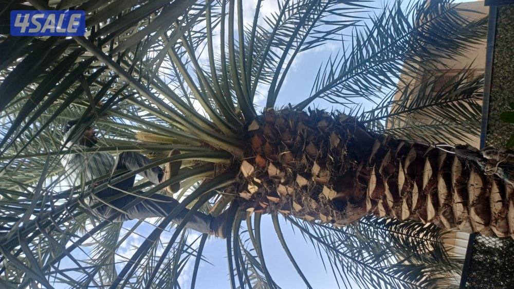 زراع انخل اهوازي تلقيح انخل وتظيف انخل وشيل وزراعه وقس اشجار0