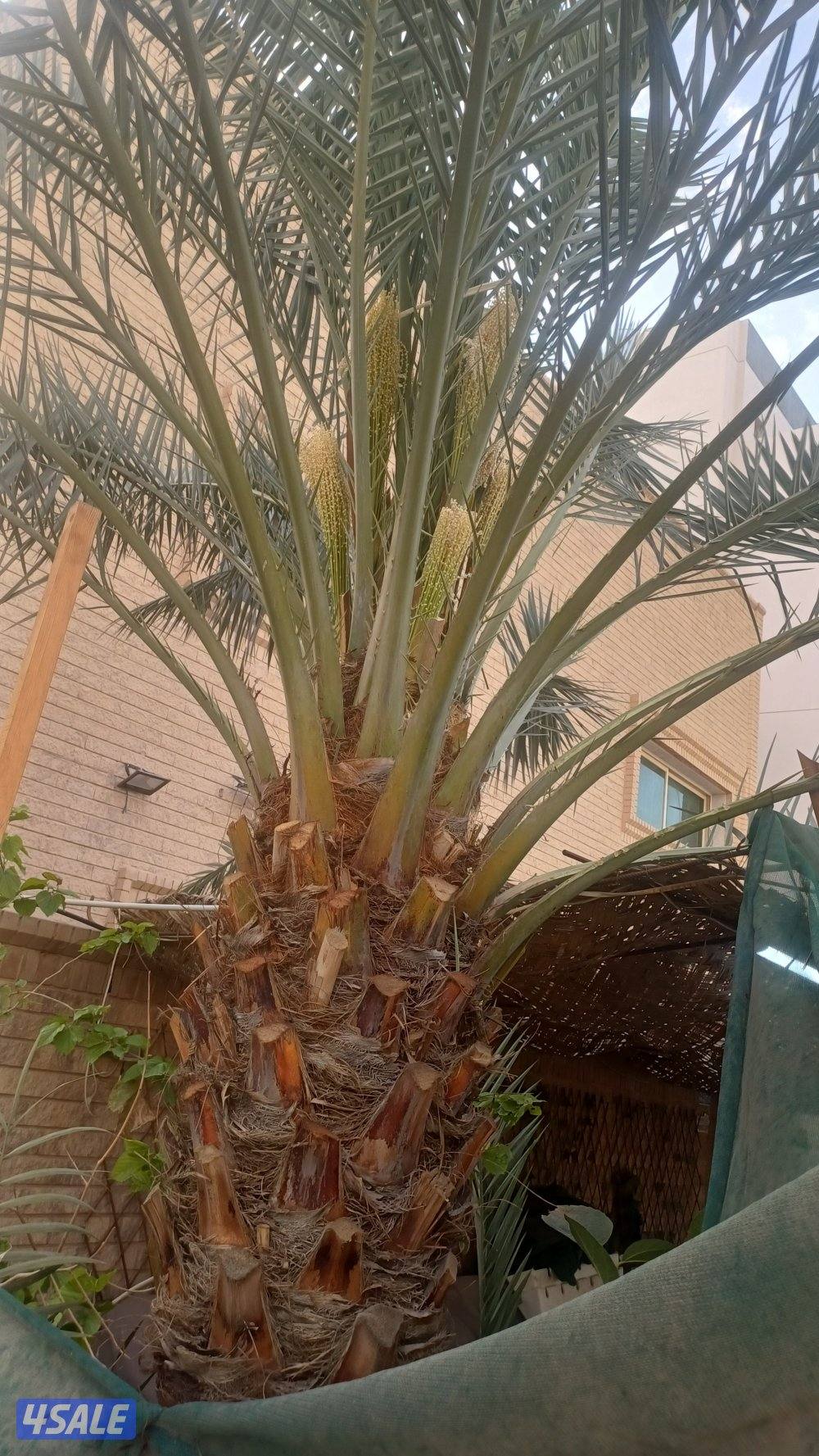 زراع انخل اهوازي تلقيح انخل وتظيف انخل وشيل وزراعه وقس اشجار1