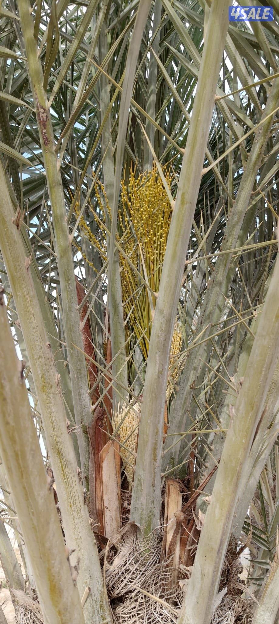 زراع انخل اهوازي تلقيح انخل وتظيف انخل وشيل وزراعه وقس اشجار2