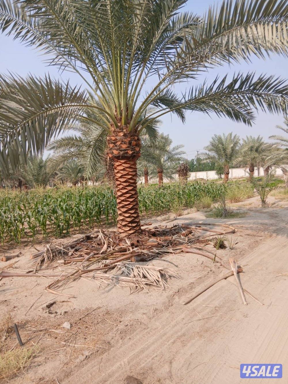 زراع انخل اهوازي تلقيح انخل وتظيف انخل وشيل وزراعه وقس اشجار3