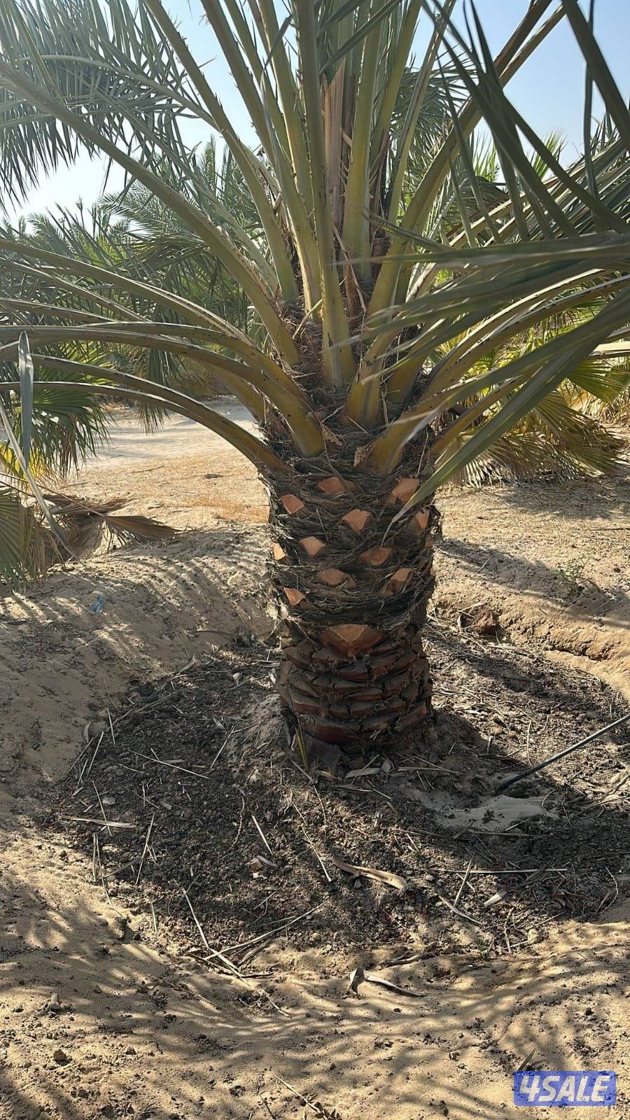 زراع انخل اهوازي تلقيح انخل وتظيف انخل وشيل وزراعه وقس اشجار4