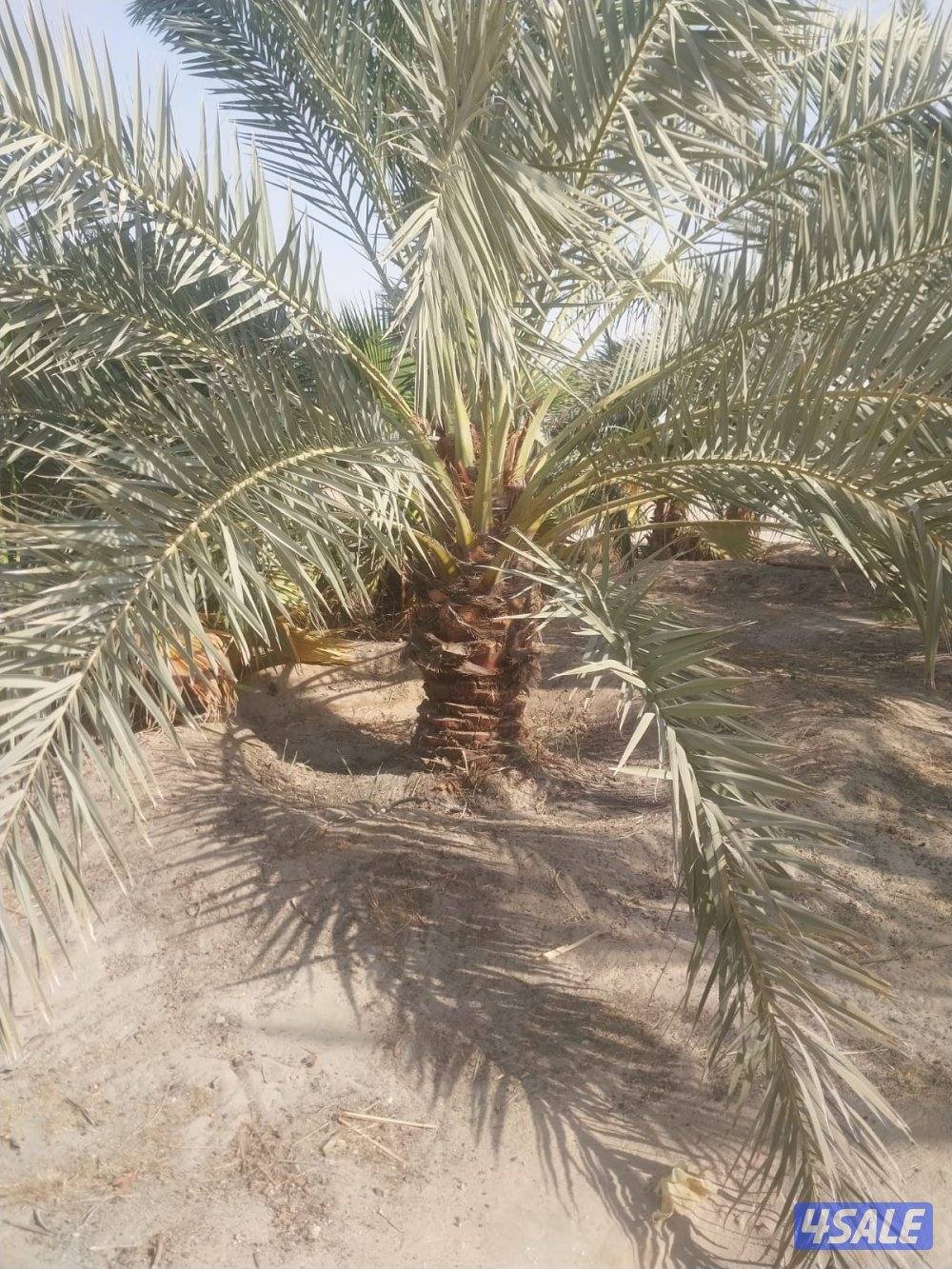 زراع انخل اهوازي تلقيح انخل وتظيف انخل وشيل وزراعه وقس اشجار5