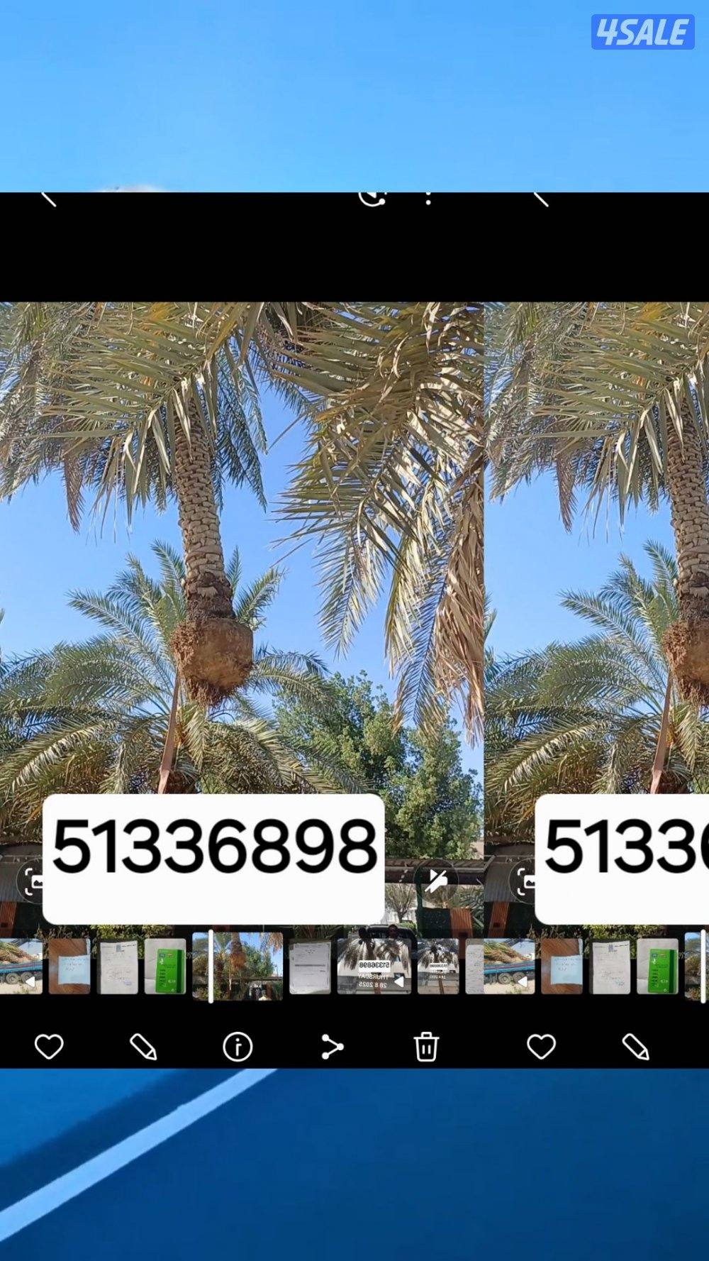 زراع انخل اهوازي تلقيح انخل وتظيف انخل وشيل وزراعه وقس اشجار6