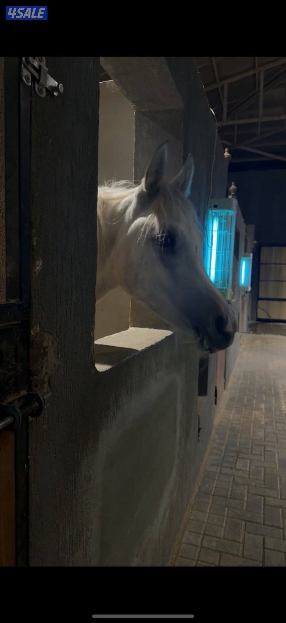 مهره مصريه0