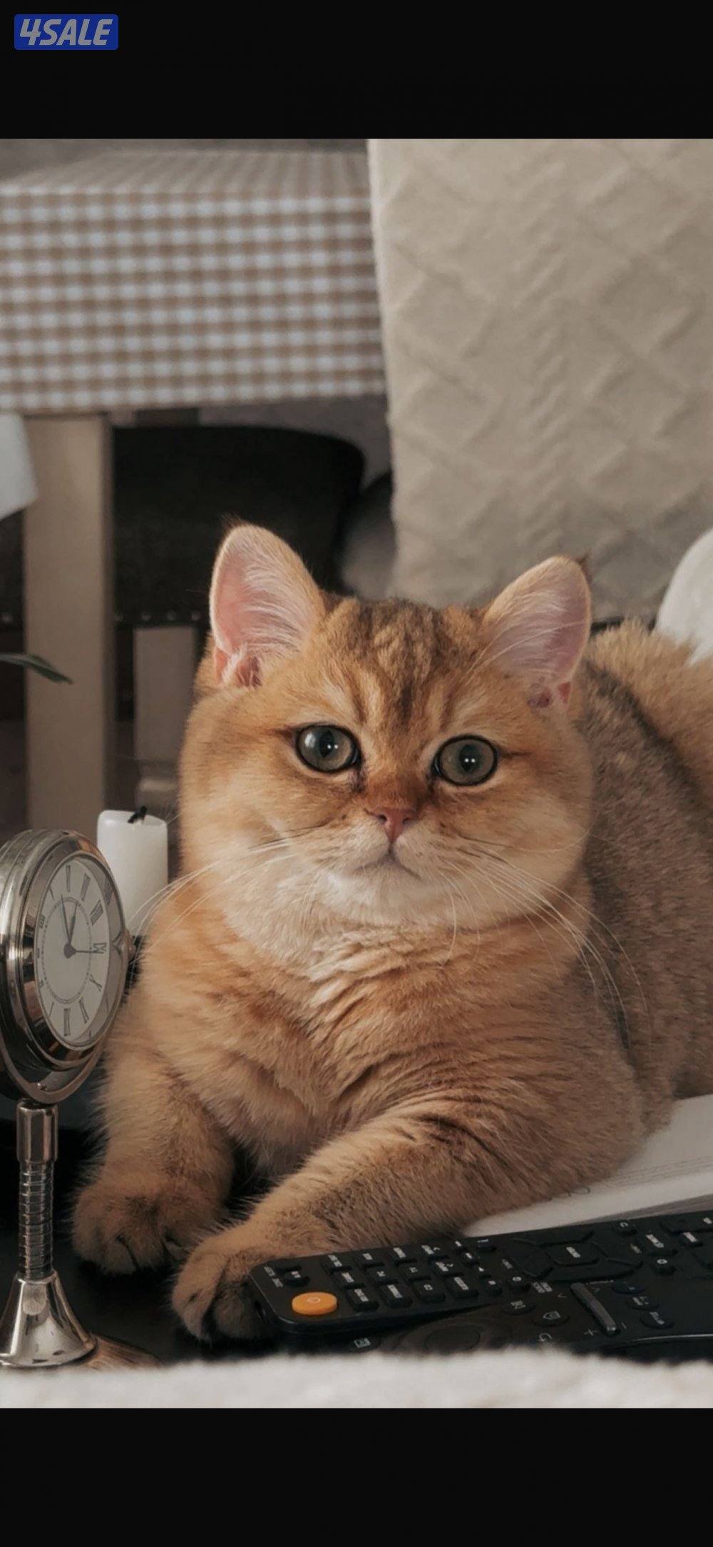 اللي يبي قطط وجاد على القطط تكلمني هالرقم0