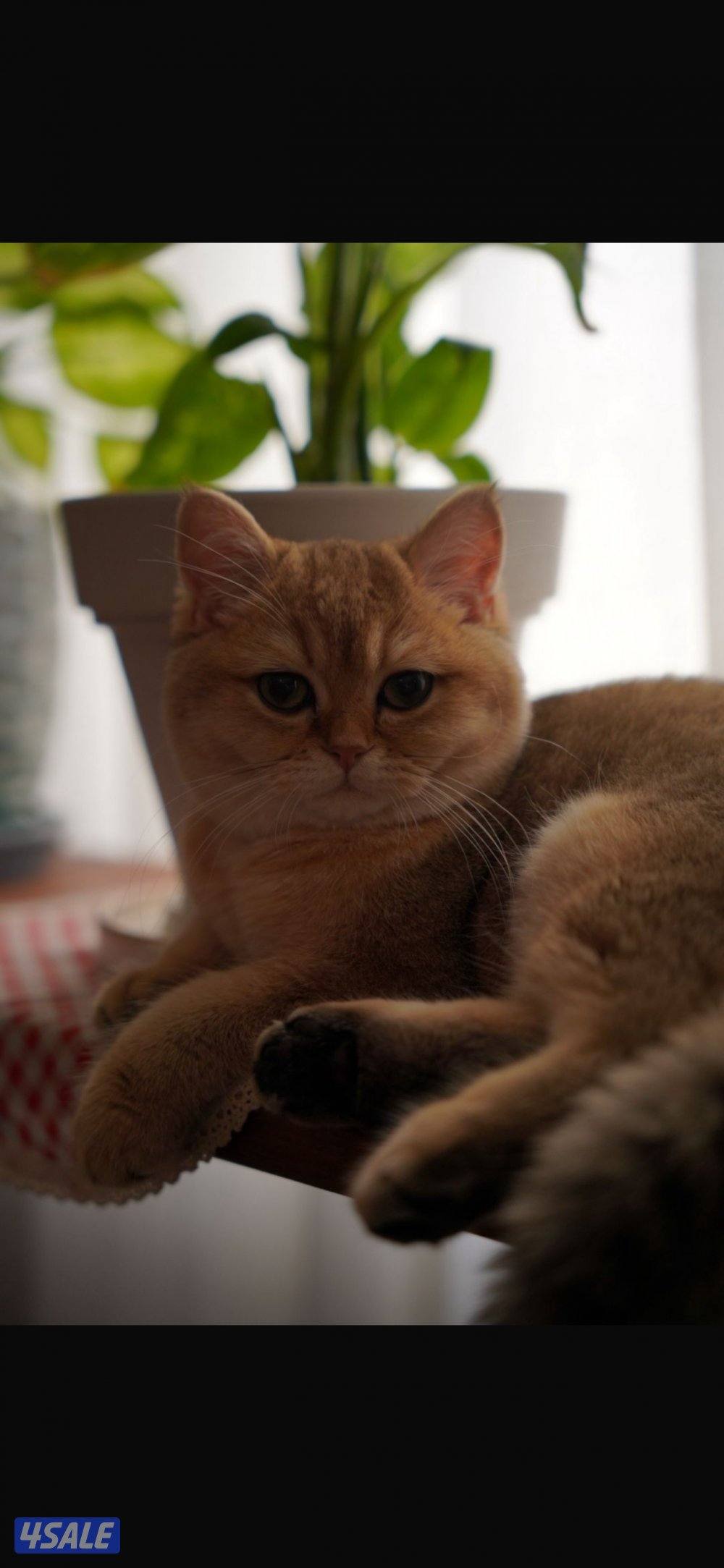 اللي يبي قطط وجاد على القطط تكلمني هالرقم1