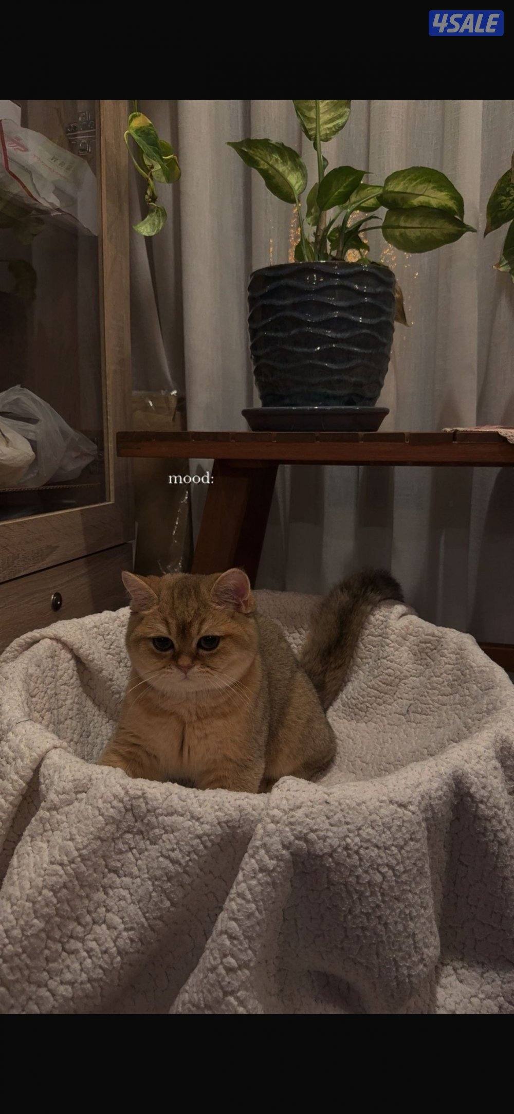 اللي يبي قطط وجاد على القطط تكلمني هالرقم2