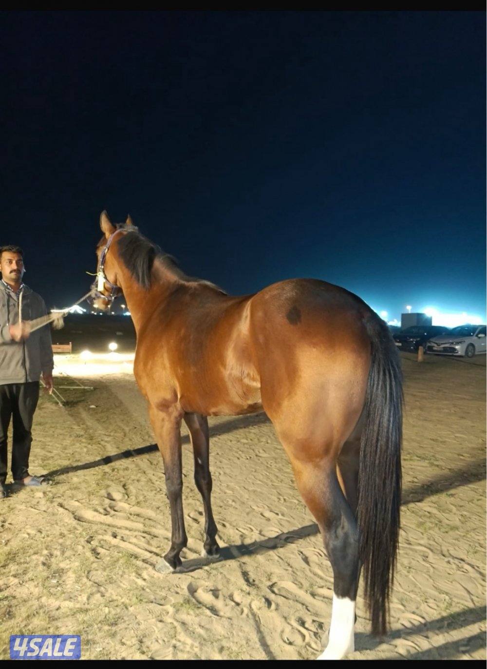 حصان فرنسي0