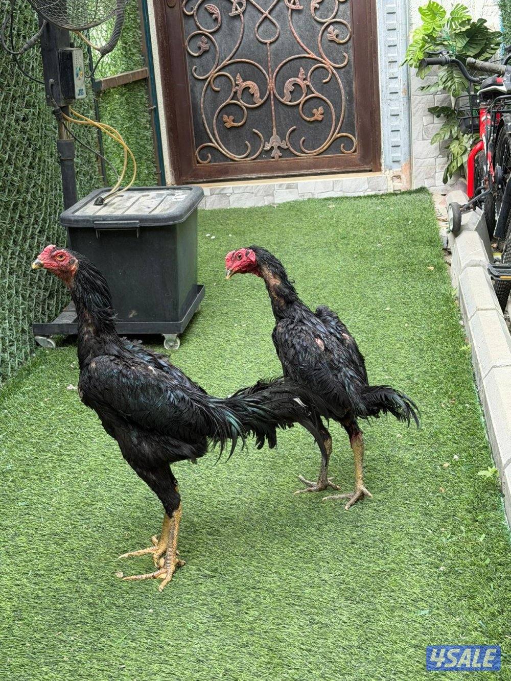 للبيع ديج و 4دجاجات سعر 15 و ديجين تايلندي سعر الحبه151