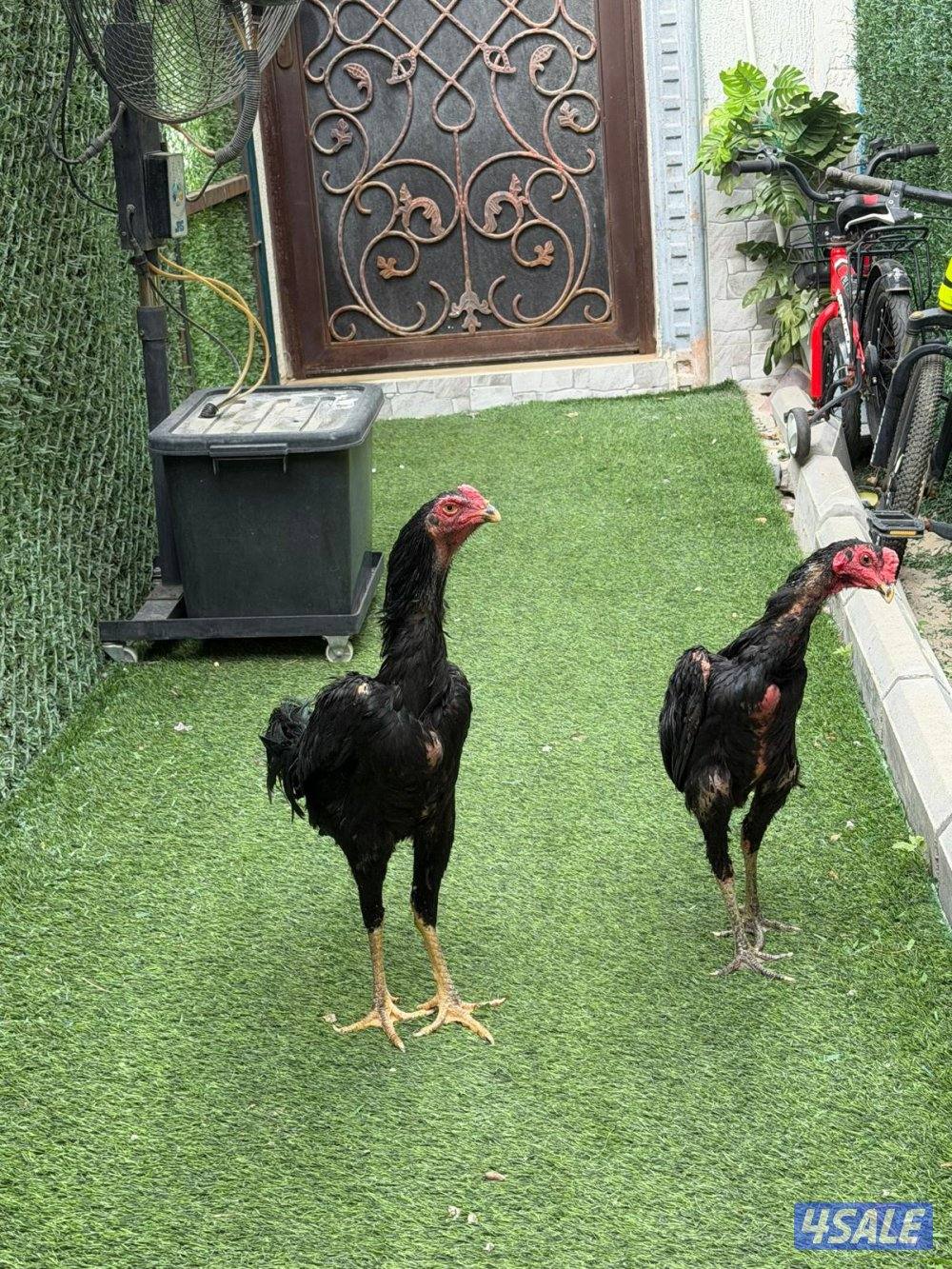 للبيع ديج و 4دجاجات سعر 15 و ديجين تايلندي سعر الحبه153