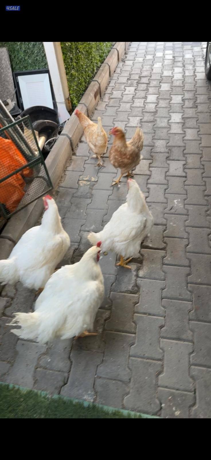 للبيع ديج و 4دجاجات سعر 15 و ديجين تايلندي سعر الحبه156