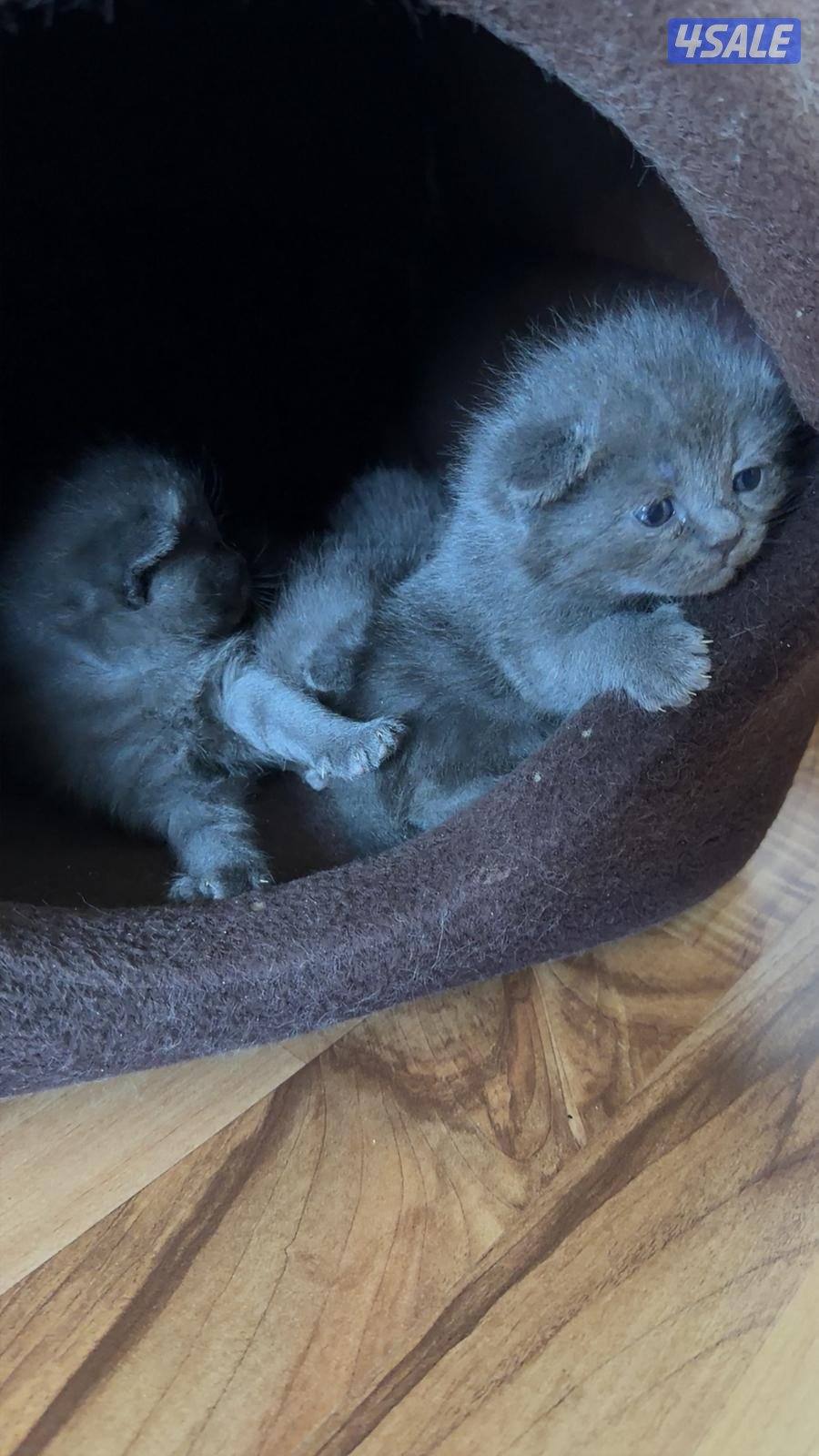 سكوتش عمرهم تقريبا شهرين0