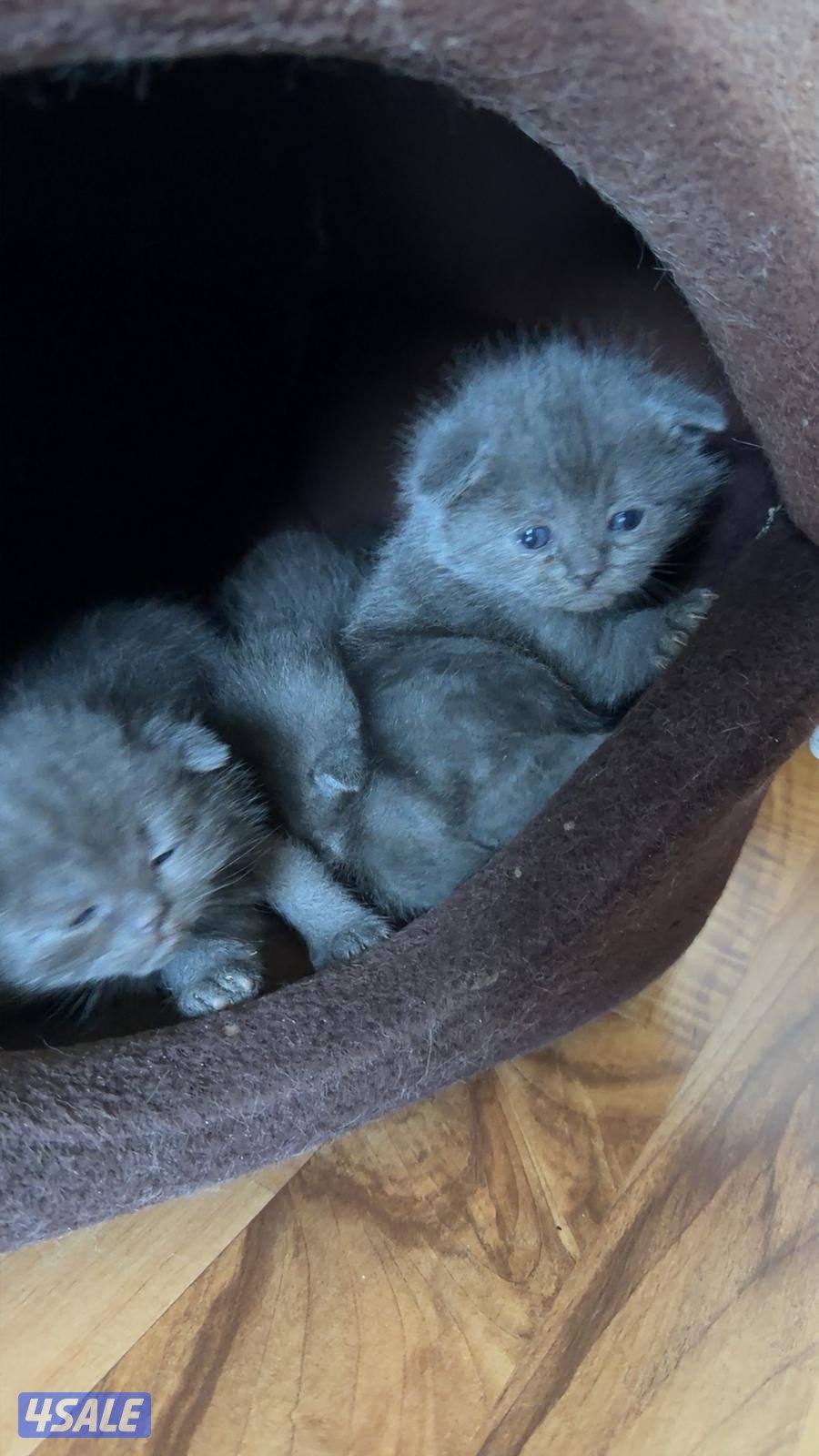 سكوتش عمرهم تقريبا شهرين1