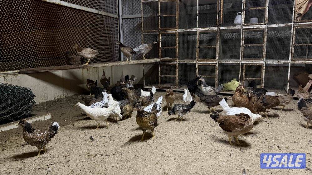 (( عربي قديم ، ترثه ))0