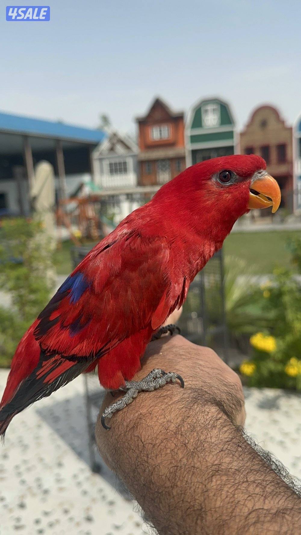 رد لوري ربوه0