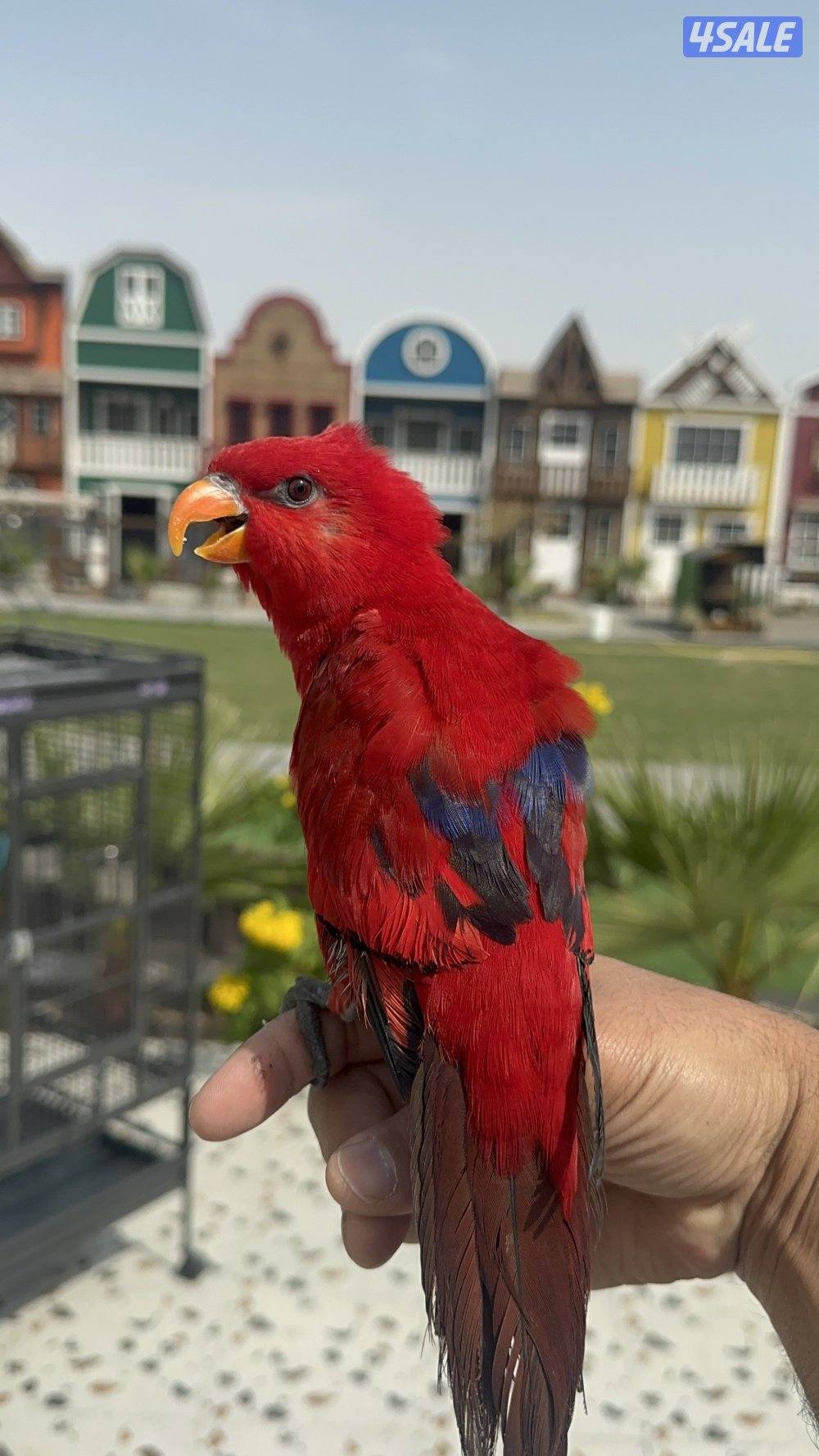 رد لوري ربوه1